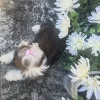 Giana, a female Shih Tzu for sale in Redding, CA – 4 of 5