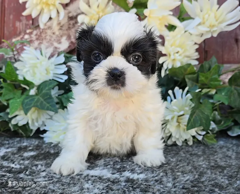 Catarina – Shih Tzu puppy for sale in Redding, CA