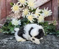 Catarina, a female Shih Tzu for sale in Redding, CA – 5 of 7