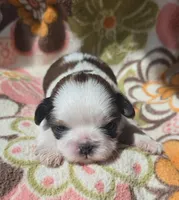 Paris, a female Shih Tzu for sale in Redding, CA – 2 of 7