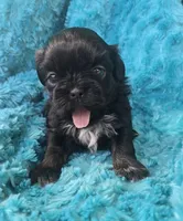 Gia, a female Shih Tzu for sale in Redding, CA – 3 of 5