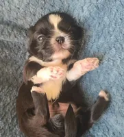 Peru, a male Shih Tzu for sale in Redding, CA – 2 of 6