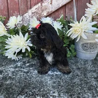 Gia, a female Shih Tzu for sale in Redding, CA – 4 of 4