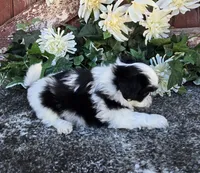 TATIANA, a female Shih Tzu for sale in Redding, CA – 3 of 7
