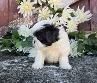 Catarina, a female Shih Tzu for sale in Redding, CA – 4 of 7