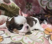 Paris, a female Shih Tzu for sale in Redding, CA – 3 of 7