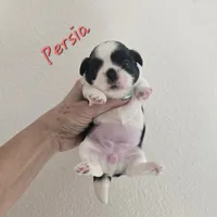 Persia, a female Shih Tzu for sale in Redding, CA – 2 of 7