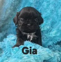 Gia, a female Shih Tzu for sale in Redding, CA – 2 of 5