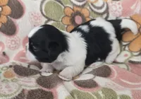 Persia, a female Shih Tzu for sale in Redding, CA – 4 of 7
