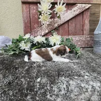 Paris, a female Shih Tzu for sale in Redding, CA – 7 of 9