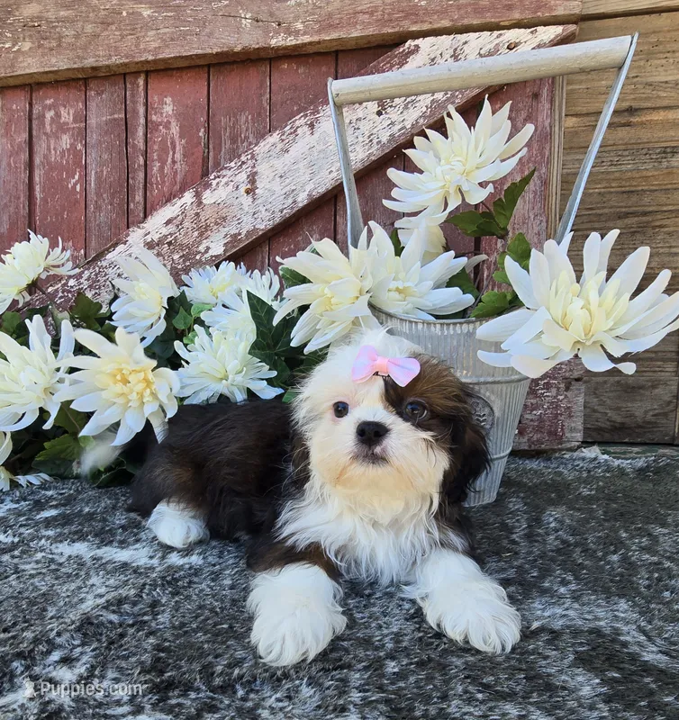 Giana – Shih Tzu puppy for sale in Redding, CA