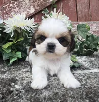 Paris, a female Shih Tzu for sale in Redding, CA – 2 of 9