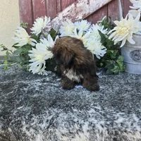 Ginger, a female Shih Tzu for sale in Redding, CA – 4 of 5