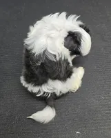 Catarina, a female Shih Tzu for sale in Redding, CA – 6 of 7
