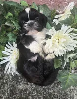 Peru, a male Shih Tzu for sale in Redding, CA – 3 of 7