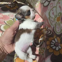 Paris, a female Shih Tzu for sale in Redding, CA – 7 of 7