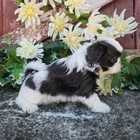 Alina , a female Shih Tzu for sale in Redding, CA – 3 of 5