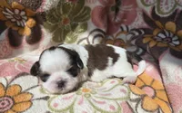 Paris, a female Shih Tzu for sale in Redding, CA – 6 of 7