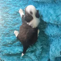 Giana, a female Shih Tzu for sale in Redding, CA – 6 of 7