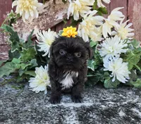 Tavita, a female Shih Tzu for sale in Palo Cedro, CA – 3 of 4