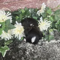 Peru, a male Shih Tzu for sale in Redding, CA – 5 of 7