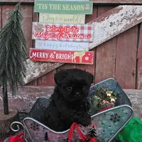 Prince, a male Shih Tzu for sale in Redding, CA – Photo 7 of 8