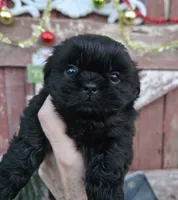Prince, a male Shih Tzu for sale in Redding, CA – Photo 1 of 8