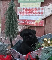 Prince, a male Shih Tzu for sale in Redding, CA – Photo 3 of 8