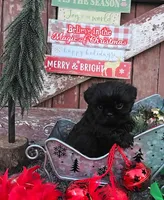 Prince, a male Shih Tzu for sale in Redding, CA – Photo 5 of 8