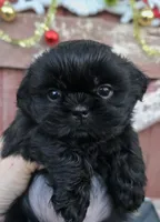 Prince, a male Shih Tzu for sale in Redding, CA – Photo 6 of 8