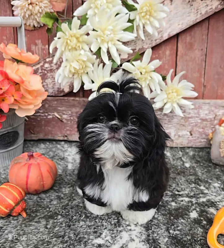 Peru – Shih Tzu puppy for sale in Palo Cedro, CA