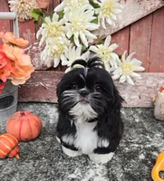 Peru, a male Shih Tzu for sale in Palo Cedro, CA – 1 of 6
