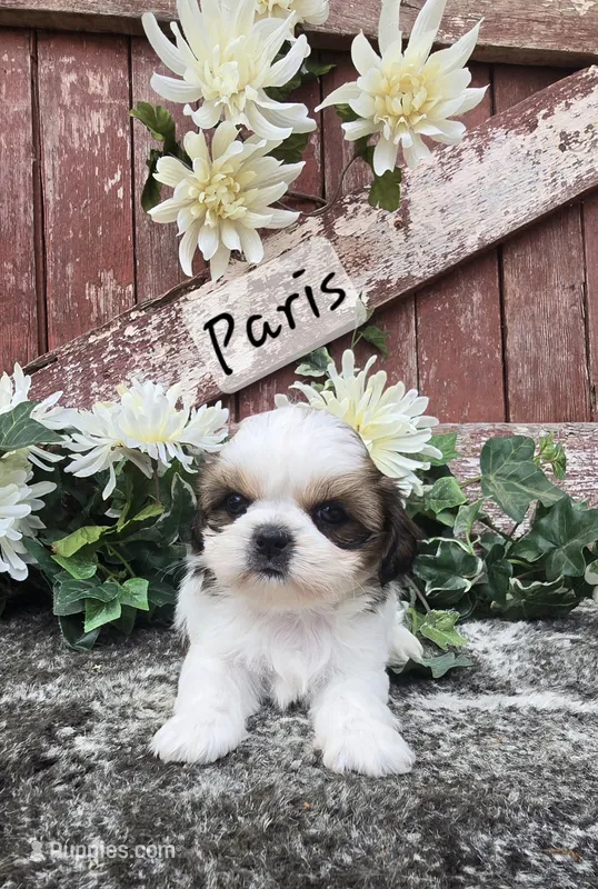 Paris – Shih Tzu puppy for sale in Redding, CA