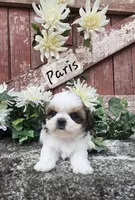 Paris, a female Shih Tzu for sale in Redding, CA – 1 of 9