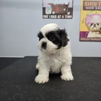 Catarina, a female Shih Tzu for sale in Redding, CA – 7 of 7
