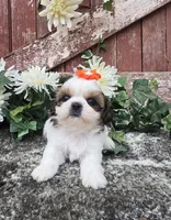 Paris, a female Shih Tzu for sale in Redding, CA – 3 of 9
