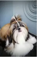 Palu, a male Shih Tzu for sale in Palo Cedro, CA – 6 of 7