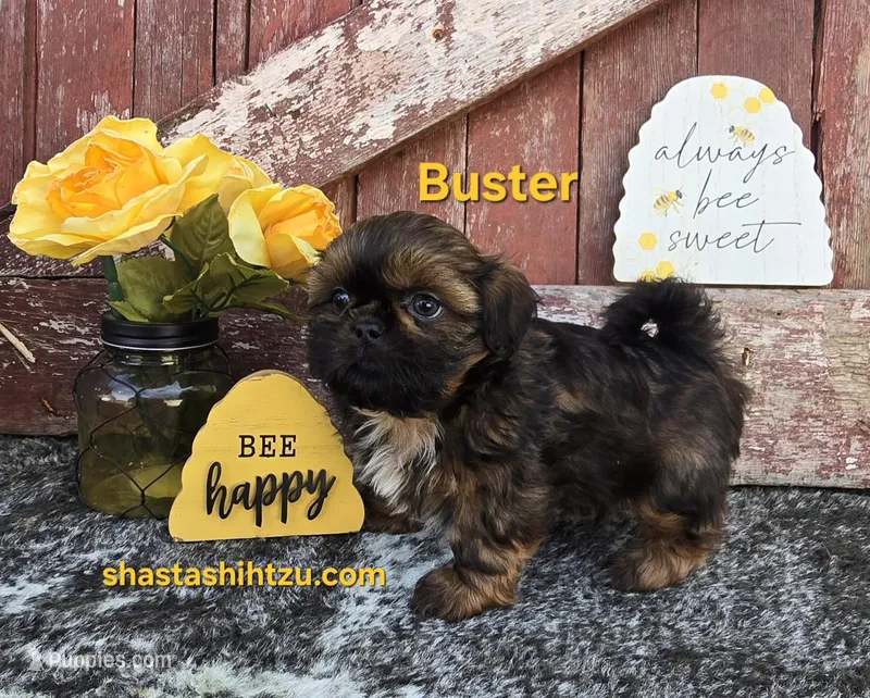 Buster – Shih Tzu puppy for sale in Redding, CA