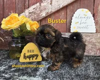 Buster, a male Shih Tzu for sale in Redding, CA – Photo 1 of 3