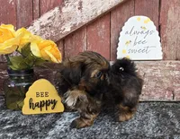 Buster, a male Shih Tzu for sale in Redding, CA – Photo 3 of 3