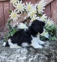 Pavlo, a male Shih Tzu for sale in Palo Cedro, CA – 2 of 6