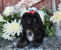 Gia, a female Shih Tzu for sale in Redding, CA – 3 of 4