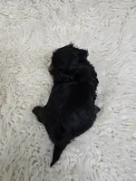 BEVIN, a male Shih Tzu for sale in Redding, CA – Photo 2 of 6