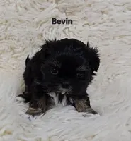 BEVIN, a male Shih Tzu for sale in Redding, CA – Photo 1 of 6