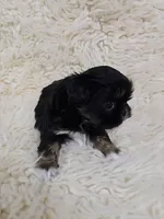 BEVIN, a male Shih Tzu for sale in Redding, CA – Photo 4 of 6