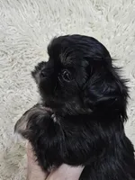 BEVIN, a male Shih Tzu for sale in Redding, CA – Photo 5 of 6