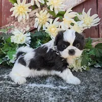Alina , a female Shih Tzu for sale in Redding, CA – 5 of 5