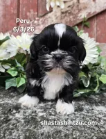 Peru, a male Shih Tzu for sale in Redding, CA – 1 of 7