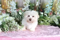 Sugar, a female Havanese for sale in Dothan, AL – 6 of 9
