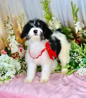 Brooky Red, a female Miniature Bernedoodle for sale in Dothan, AL – 5 of 10